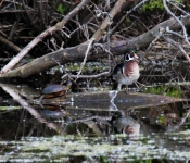2016 06 11 WildLife MPLS 057